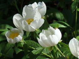 Peonies Flowers White