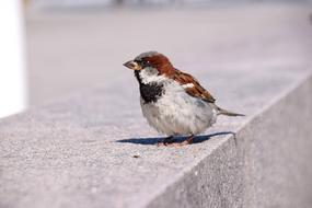 Bird Sparrow on street