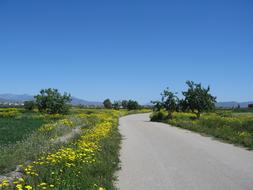 landscape of Road Field