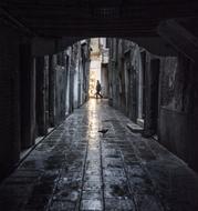 Man and Pigeon on street in Venice