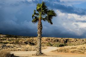 Palm Tree at Sky Clouds