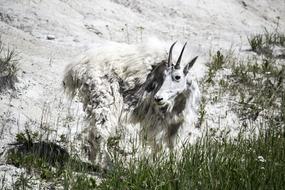 Cute, colorful and beautiful, fluffy goat on the green grass, near the snow, on the mountain