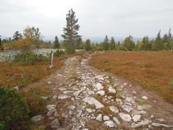 Beautiful and colorful landscape with the path among the plants, in Lapland, Finland