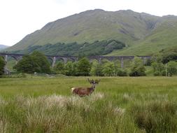 deer in wilderness, uk, scotland, Glenfinnan