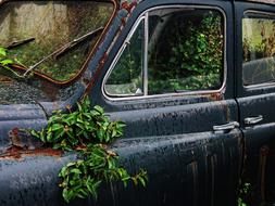 abandoned car overgrown with green plants