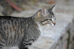 gray tabby cat close-up on a blurred background