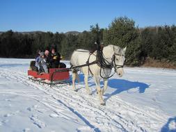 Horse Sleigh Ride at winter