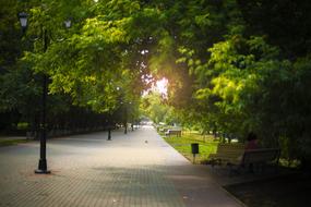 Beautiful landscape of the road in sunlight, among the green plants