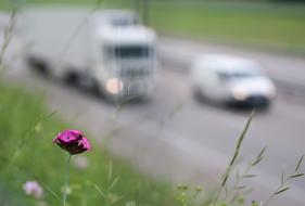 Close-up of the beautiful, purple flowers, among the other plants, at blurred background with vehicles on the road