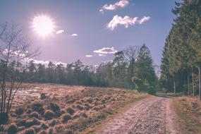 Beautiful and colorful landscape with road among the plants, in sunlight