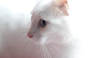 white Cat Animal Portrait