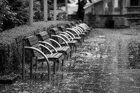 Black and white landscape with benches near the plants, on the street