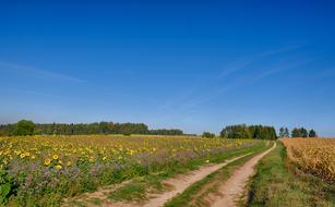 Road Lane landscape