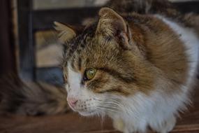 Homeless Cat Stray face