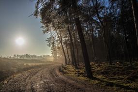 Landscape of Forest Sunset light