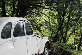 Volkswagen Beetle Car in forest