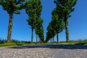 green trees along the alley on a sunny day