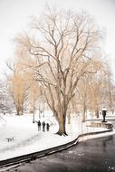 Snowy Trees and Bench