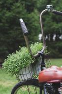 Plants in Basket on Bicycle