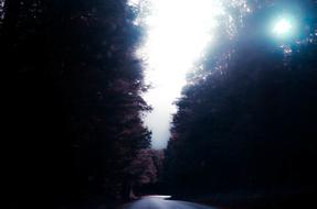 asphalt road through foggy dark forest