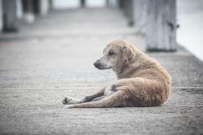 relaxed dog lying on the street