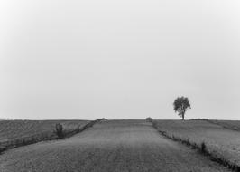 Black and white landscape of the beautiful road among the fields, with the tree, in the countryside