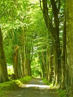 country road through a wall of green trees