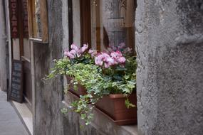 Flowers on Window at Street