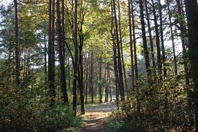 Forest Autumn Sun Fall