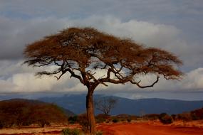 Landscape of Safari Holiday