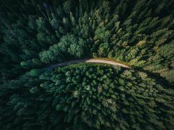 Aerial View of forest Trees and road