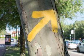 Street arrow sign on tree