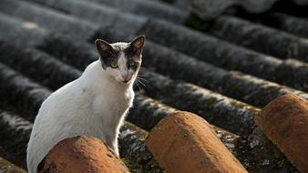 Cat Feline Animal on roof