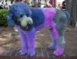 Poodle Dyed Dog hair