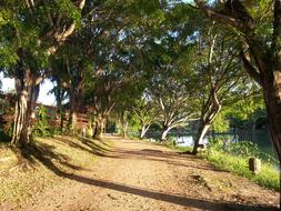 landscape of Path Road Trees