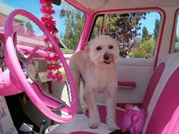 Dog in Pink retro Car