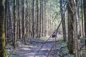 Atvs in a dense forest