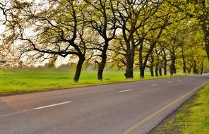 sun rays and green trees along the road