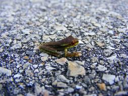 Frog Tree Amphibian on pavement