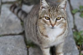 Portrait of Cat Animal face