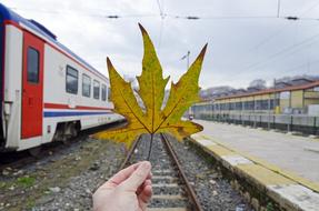 Scene Leaf Transport