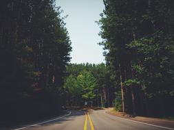 Beautiful landscape with the roads with yellow lines, among the green trees of the forest