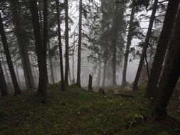 Foggy Fir Forest