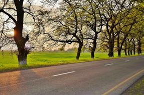 Tree Landscape Nature road