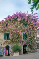 plants with pink flowers on the walls of a building in italy