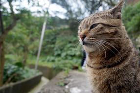 brown cat in the garden on a blurred background