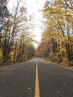 Road at Fall forest