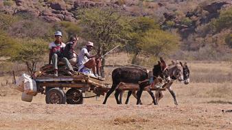 Donkey Carts Transport in Botswana