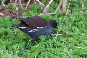 wild black bird on green grass