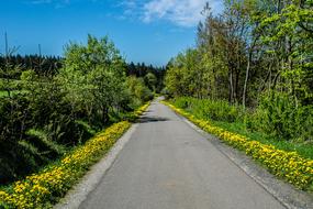 dandelions along the road on a sunny day